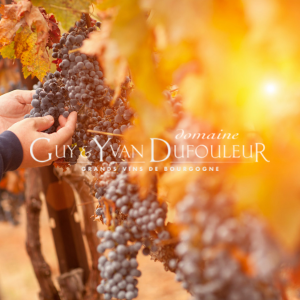Domaine Guy & Yvan Dufouleur